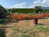 Terreno Agricolo in vendita a Pietrasanta in via pisanica - 02, Foto 2