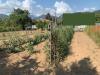 Terreno Agricolo in vendita a Pietrasanta in via pisanica - 06, Foto 6