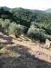 Terreno Edificabile in vendita a Ventimiglia - 03
