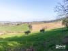 Terreno Agricolo in vendita a Gradara - 05, lotto agricolo Gradara-9.jpg