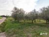 Terreno Agricolo in vendita a San Giovanni in Marignano - 10, terreno agricolo-13.jpg