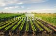 Terreno Agricolo in vendita a Ormelle - 02, Foto 2