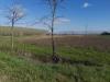 Terreno Agricolo in vendita a Bientina in via del puntone - 04, Foto 4