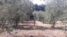 Terreno Agricolo in vendita a Guidonia Montecelio in via colle dell'oro - 03, Foto 3
