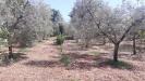 Terreno Agricolo in vendita a Guidonia Montecelio in via colle dell'oro - 05, Foto 5