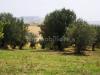 Terreno in vendita classe A4 a Magione - 02