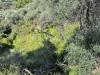 Terreno Edificabile in vendita a Bordighera in via coggiola - 08, Foto 8
