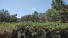 Terreno Agricolo in vendita nuovo a Melendugno - 03