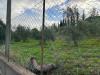 Terreno Agricolo in vendita a Caltanissetta in via dei gelsi di niscima 1 - 06, WhatsApp Image 2023-12-19 at 18.54.04 (8).jpeg