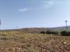 Terreno Agricolo in vendita a Castellammare del Golfo - 03, IMG-20231019-WA0029.jpg
