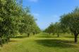 Terreno Agricolo in vendita a Partinico - 02, 4b9f30c2-7e5d-4b3a-996f-3df410aa7605