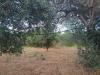 Terreno Agricolo in vendita a Partinico - 04, 396ec6d1-729e-4915-998b-b4c1712c8fed