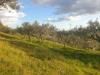 Terreno Agricolo in vendita a Lugnano in Teverina in via del mattatoio - 02, 20210315_173103.jpg