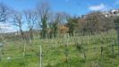 Terreno Agricolo in vendita a Lugnano in Teverina in via san francesco - 02, 20180321_105100.jpg