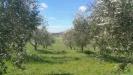 Terreno Agricolo in vendita a Lugnano in Teverina in via san francesco - 05, 20180321_105114.jpg