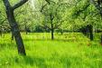 Terreno Industriale in vendita da ristrutturare a Porcari in catalani - 04, 3855718-a-beautiful-meadow-with-trees-and-blooming