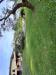 Villa in vendita con giardino a Lucca in via delle scuole 38 - maggiano - 03, 20250509_180243.jpg