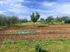 Terreno Agricolo in vendita a Cecina - 05