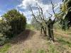 Terreno Agricolo in vendita a Castelnuovo Magra in via tavolara - 02, F.jpg