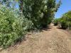 Terreno Agricolo in vendita a Alghero - 03, Immagine WhatsApp 2025-06-27 ore 16.23.55_c8dab165