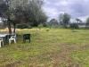 Terreno Agricolo in vendita a Siracusa - fontane bianche - 05, 5.jpg