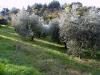 Terreno Agricolo in vendita a Ascoli Piceno in localit monticelli alto - 03, ASCOLI PICENO-Uliveto 03.jpg
