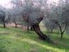 Terreno Agricolo in vendita a Ascoli Piceno in localit monticelli alto - 04, ASCOLI PICENO-Uliveto 12.jpg