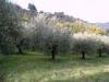 Terreno Agricolo in vendita a Ascoli Piceno in localit monticelli alto - 05, ASCOLI PICENO-Uliveto 04.jpg