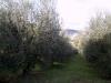 Terreno Agricolo in vendita a Ascoli Piceno in localit monticelli alto - 06, ASCOLI PICENO-Uliveto 05.jpg