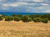 Terreno Agricolo in vendita nuovo a Cupra Marittima - 03, 03.jpg