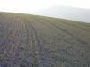 Terreno Agricolo in vendita da ristrutturare a Ripatransone in contrada - 05, seminativo