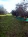 Terreno Agricolo in vendita a Ascoli Piceno in localit monticelli alto - 02, ASCOLI PICENO-Uliveto 02.jpg