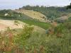 Terreno Agricolo in vendita a Carassai - 04, 019 Carassai - Vigneto,uliveto e semina