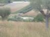 Terreno Agricolo in vendita da ristrutturare a Colonnella - 03, 11 COLONNELLA- Vigneto di 12 ettari con casale e l