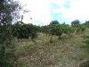Terreno Agricolo in vendita da ristrutturare a Colonnella - 05, 02 COLONNELLA- Vigneto di 12 ettari con casale e l