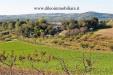 Terreno Agricolo in vendita a Pesaro - 02, 01DILEOIMMOBILIAREVENDEAZIENDAAGRICOLABIOLOGICAPES