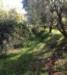 Casa indipendente in vendita con giardino a San Benedetto del Tronto - 04, 15SANBENEDETTODELTRONTOCASAINCAMPAGNAVISTAMAREjpg