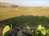 Terreno Agricolo in vendita a Mazara del Vallo - 04, 5.jpeg