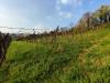 Terreno Agricolo in vendita a Brendola - 05, Vigneto.jpeg