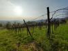 Terreno Agricolo in vendita a Brendola - 06, Vigneto.jpeg