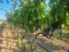 Terreno Agricolo in vendita a Masainas in localit is murronis - 04, Foto 4