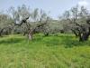 Terreno Agricolo in vendita a Mozzagrogna in contrada lucianetti - 02, WhatsApp Image 2026-04-15 at 12.45.16