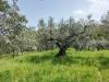 Terreno Agricolo in vendita a Mozzagrogna in contrada lucianetti - 03, WhatsApp Image 2026-04-15 at 12.45.17 (1)