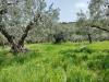 Terreno Agricolo in vendita a Mozzagrogna in contrada lucianetti - 04, WhatsApp Image 2026-04-15 at 12.45.17 (2)