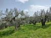 Terreno Agricolo in vendita a Mozzagrogna in contrada lucianetti - 05, WhatsApp Image 2026-04-15 at 12.45.17 (3)