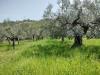 Terreno Agricolo in vendita a Mozzagrogna in contrada lucianetti - 06, WhatsApp Image 2026-04-15 at 12.45.17