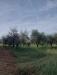 Terreno Agricolo in vendita a Castelnuovo Magra - 03