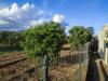 Terreno Agricolo in vendita a Calatabiano - 02