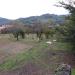 Terreno Agricolo in vendita a Mercato San Severino - corticelle - 03, IMG-20241025-WA0015.jpg