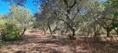 Villa in vendita da ristrutturare a Martina Franca in sp49 108 - 03, 20231012_104604.jpg